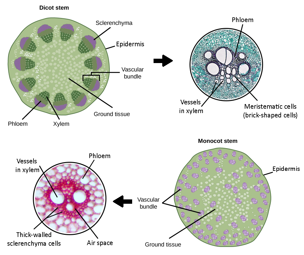 Part A is cross section of a dicot stem. In the center of the stem is ground tissue. Symmetrically arranged near the outside of the stem are egg-shaped vascular bundles; the narrow end of the egg points inward. The inner part of the vascular bundle is xylem tissue, and the outer part is sclerenchyma tissue. Sandwiched between the xylem and sclerenchyma is the phloem. Part B is a cross section of a monocot stem. In the monocot stem, the vascular bundles are scattered throughout the ground tissue. The bundles are smaller than in the dicot stem, and distinct layers of xylem, phloem and sclerenchyma cannot be discerned.