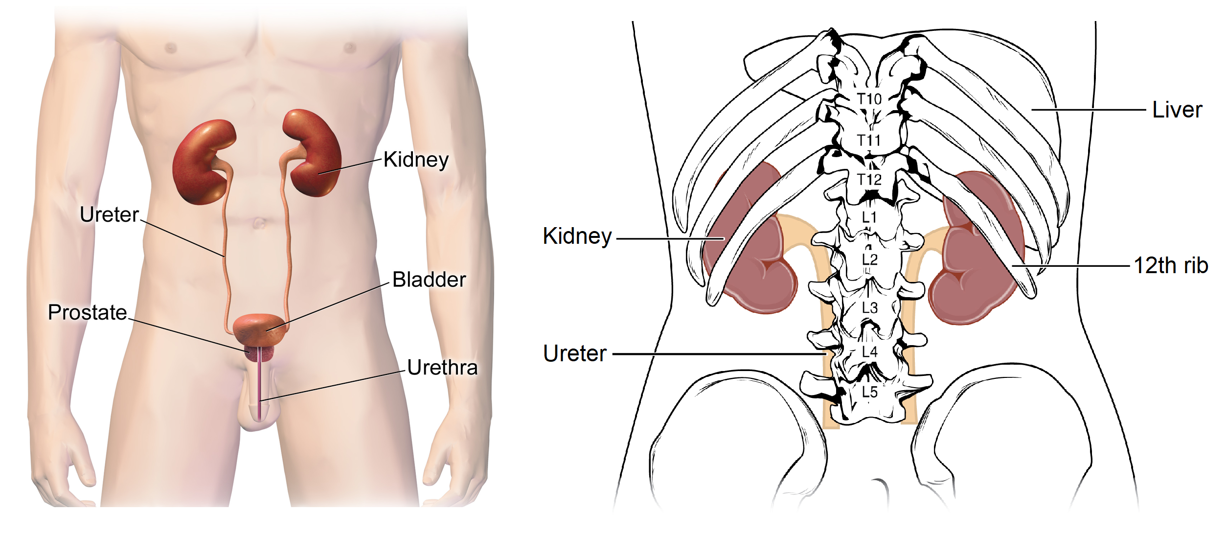 Simple graphics of the urinary system, with the kidneys, ureter, liver, and bladder labeled.