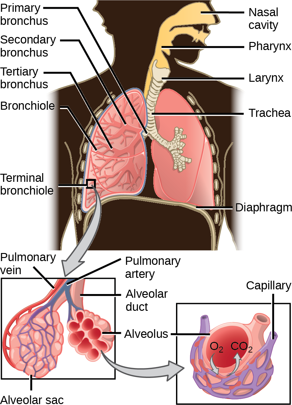 The illustration shows the flow of air through the human respiratory system.