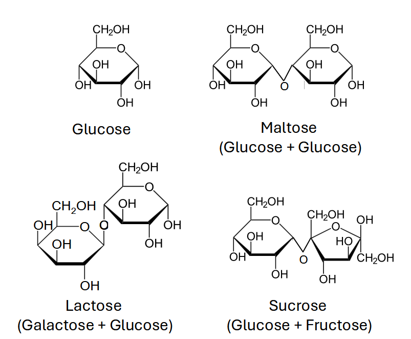 Figures of Glucose, Maltose, Lactose, and Sucrose as chemical compounds.