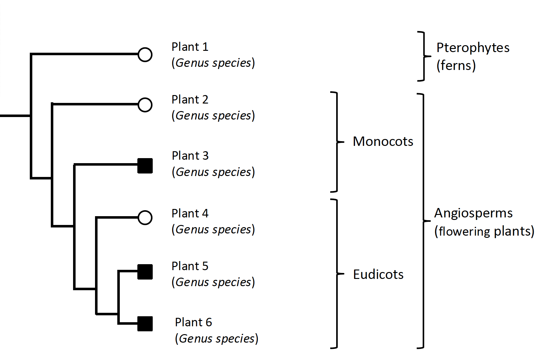 Aquatic plant phylogenic tree, broken into Pterophytes (ferns), monocots, and eudicots.