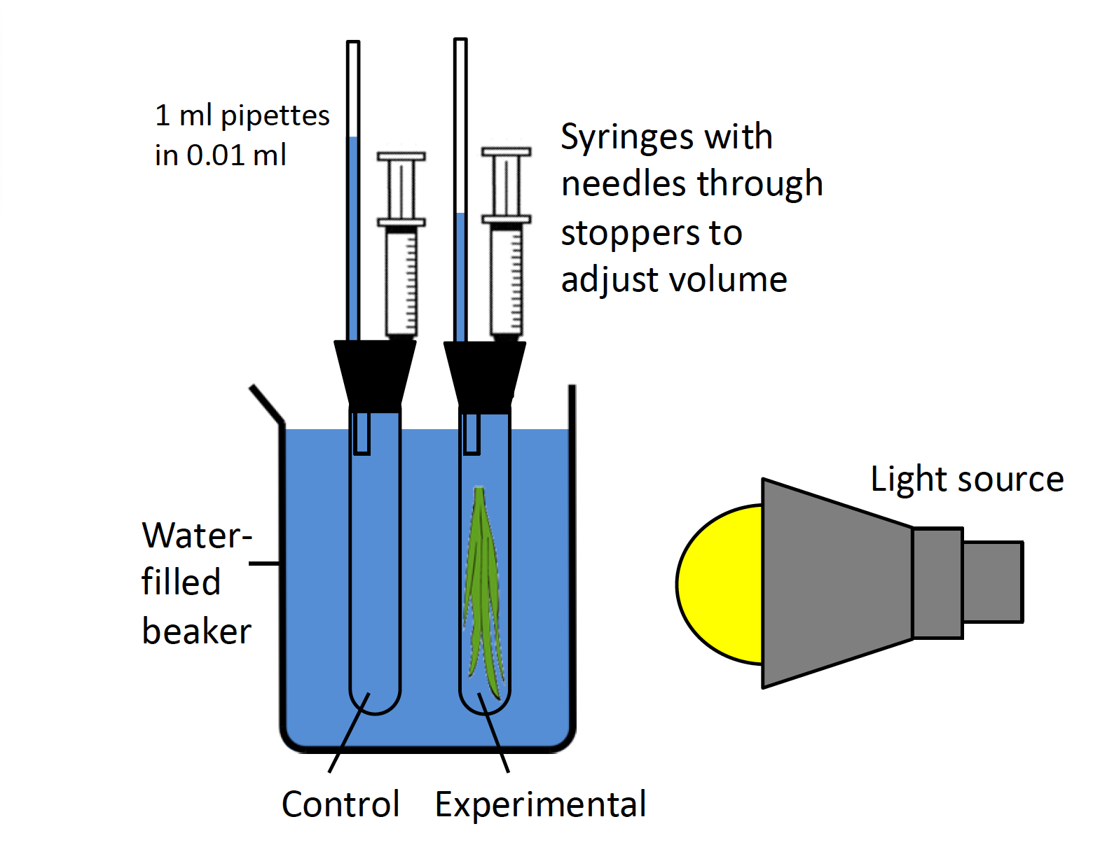 A figure of two pipettes in a water-filled beaker, one with a plant inside the experimental pipette. A light source is placed next to them.