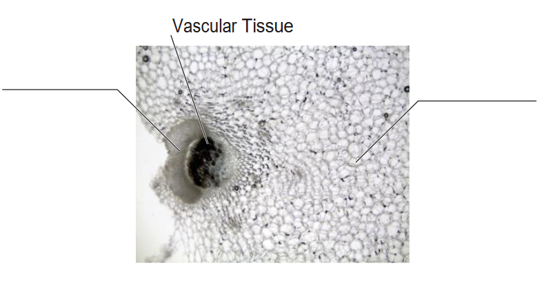A close up photo of a cross section of celery, which looks like a black hole surrounded by small pores.