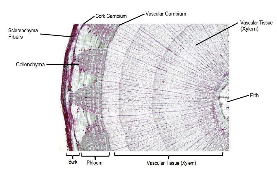 A closeup photo of a cell, which looks like the consecutive circles of a tree ring, labeled.