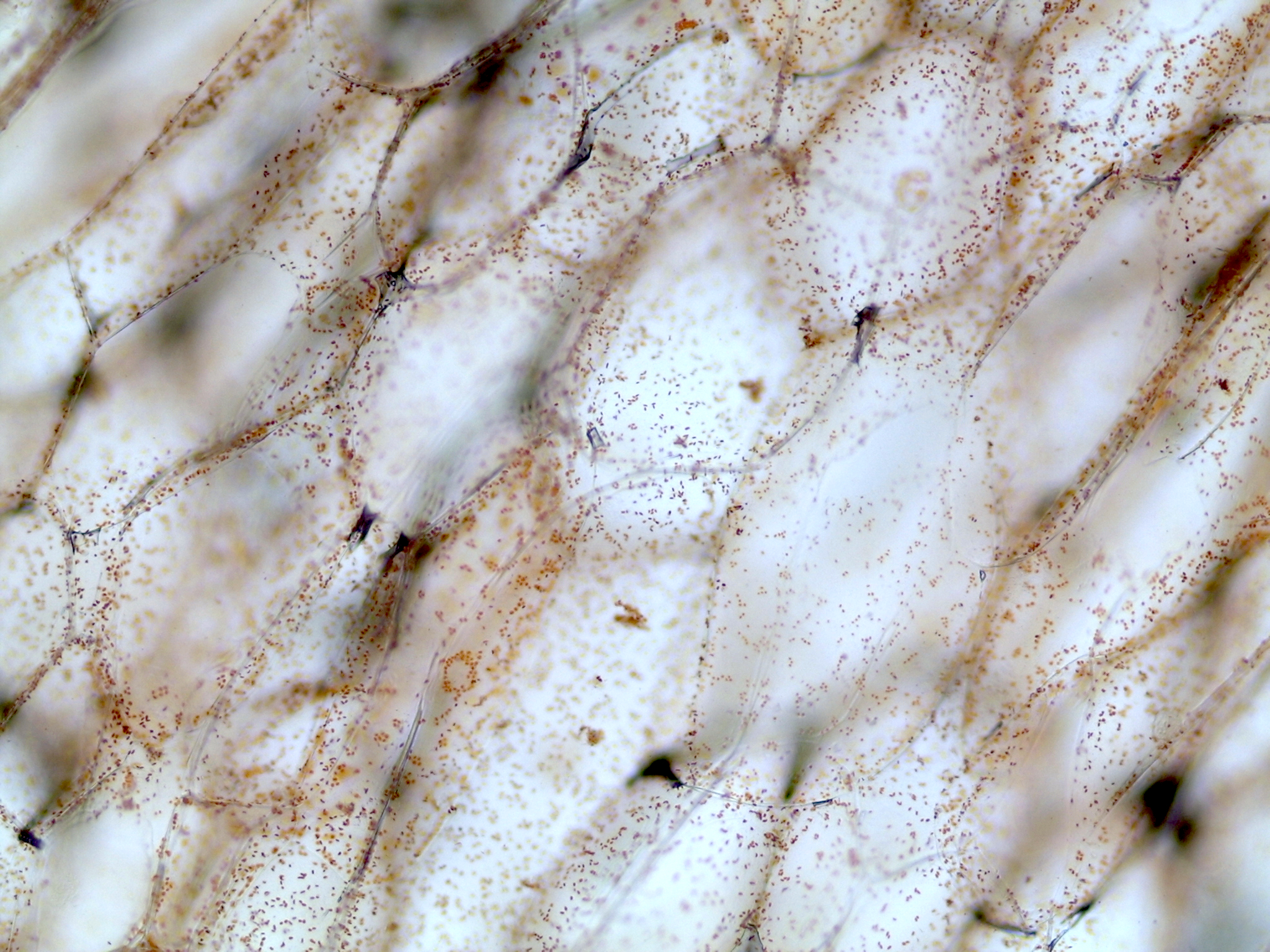 A closeup photo of wells with small, pepper-like dots strewn throughout.