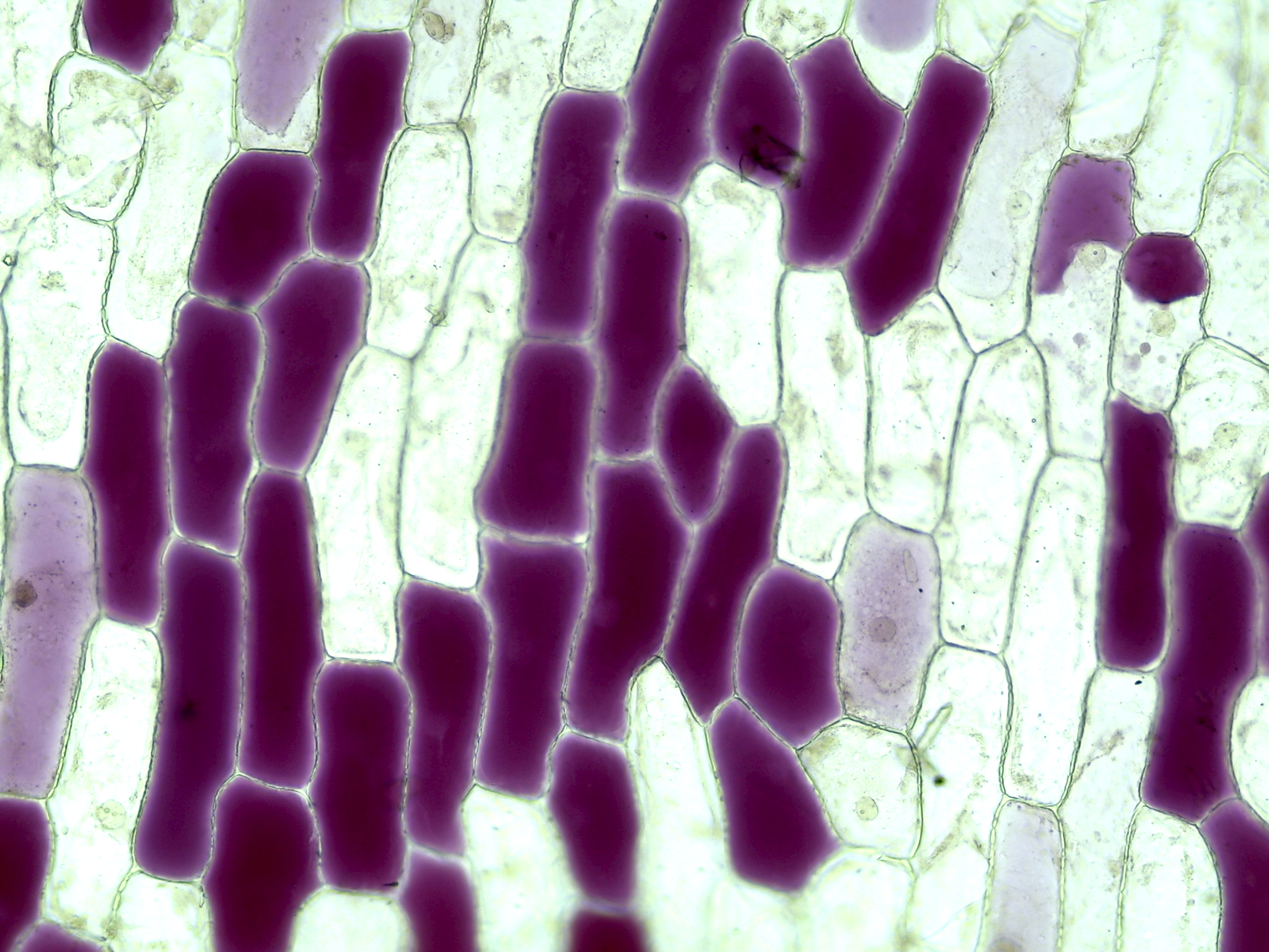 A closeup photo of cells in a columnar pattern with several cells dyed purple.
