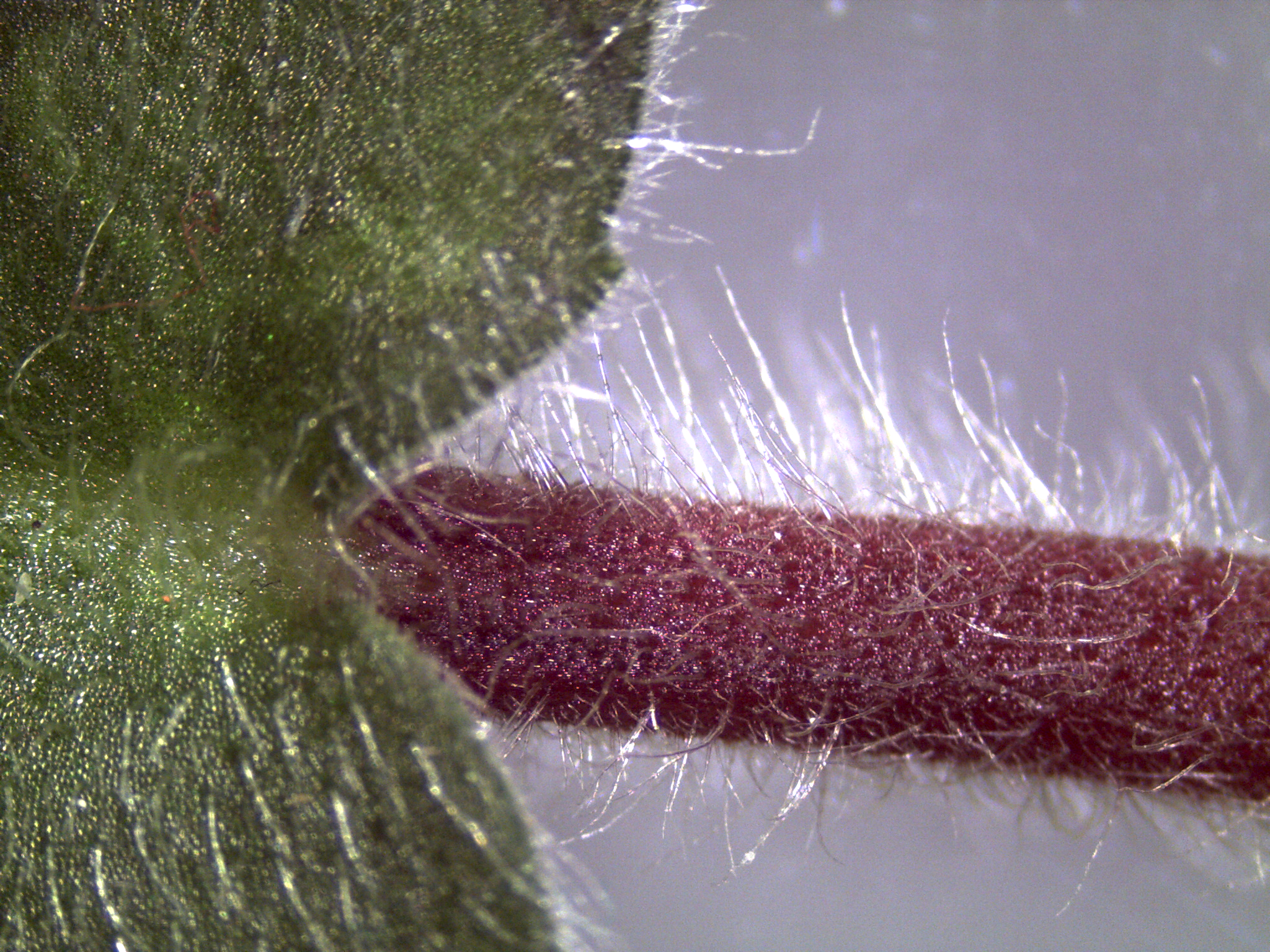 Closeup photo of a flower with tiny hairlike structures.
