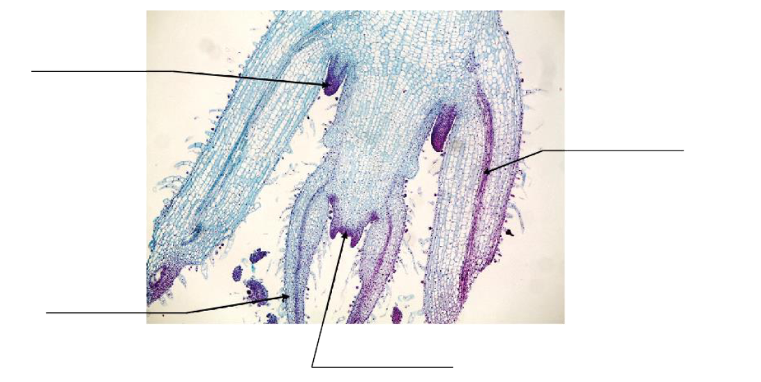 A closeup photo of a meristem cross section, with empty labels.