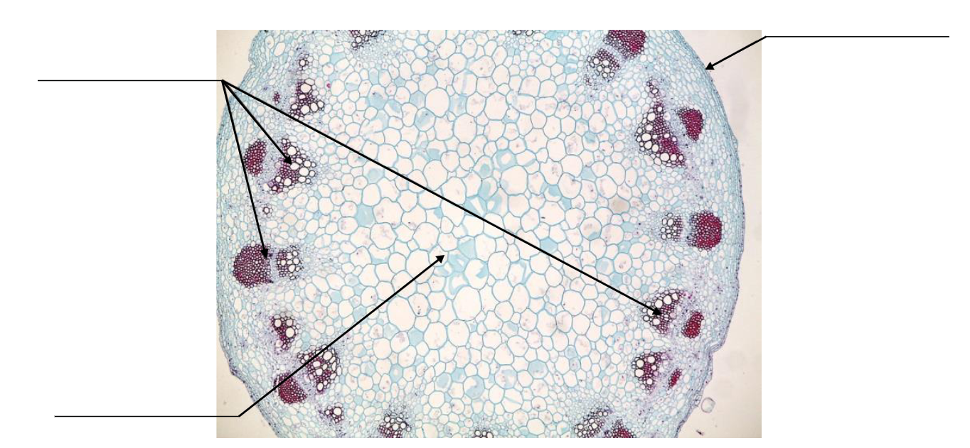 Closeup of a eudicot stem, a circular set of cells with large, bulbous central cells surrounded by pockets of dense cell clusters around the perimeter of the selection.
