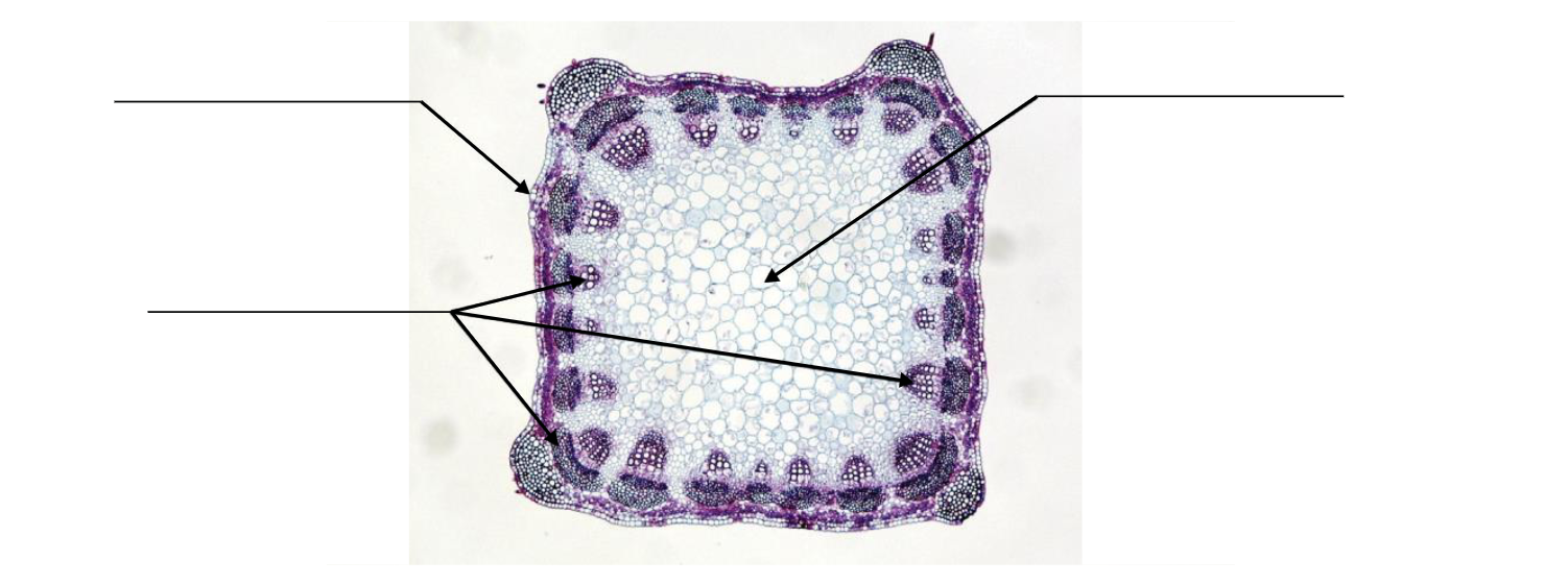 Closeup of an alfalfa stem cross section, prepared with dyed purple clusters of small cells around a perimeter of lighter colors, large cells.