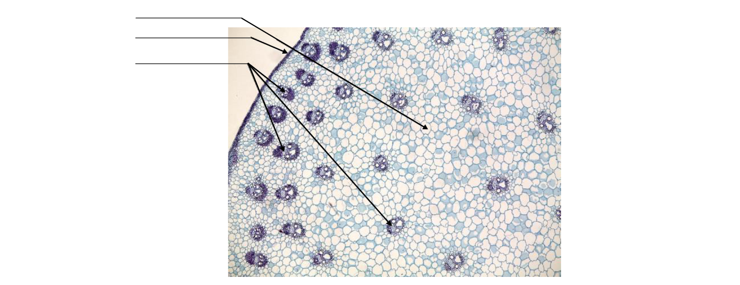 Corm stem, with a darl colored perimeter and distributed clusters of dark dyed cell clusters throughout the center of the cell, alongside larger light cells.