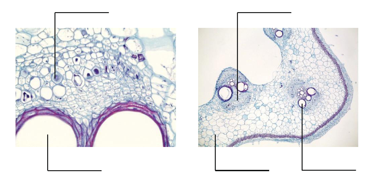 Two cell photos. Left: closeup of several small cells clustered around two large circles int he bottom of the frame. Right: clusters of larger, purple dyed cells are surrounded by smaller, lighter colored cells.