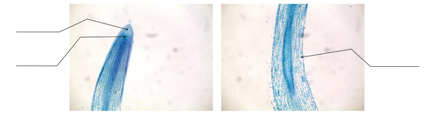 Closeup of a long thin sample with fingerprint-like striations (left) and closeup columnar cells (right)