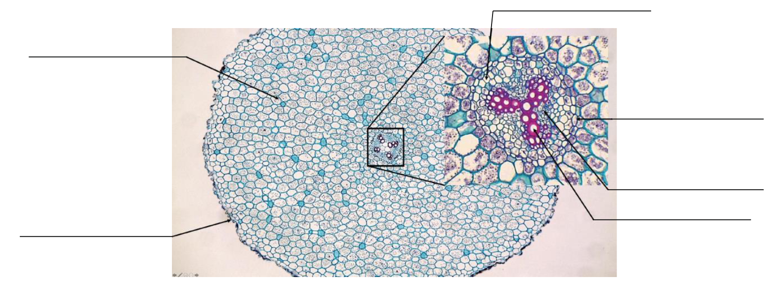 Closeup photo of ranunculus root cells, a circular selection with a more dense set of cells in the center.