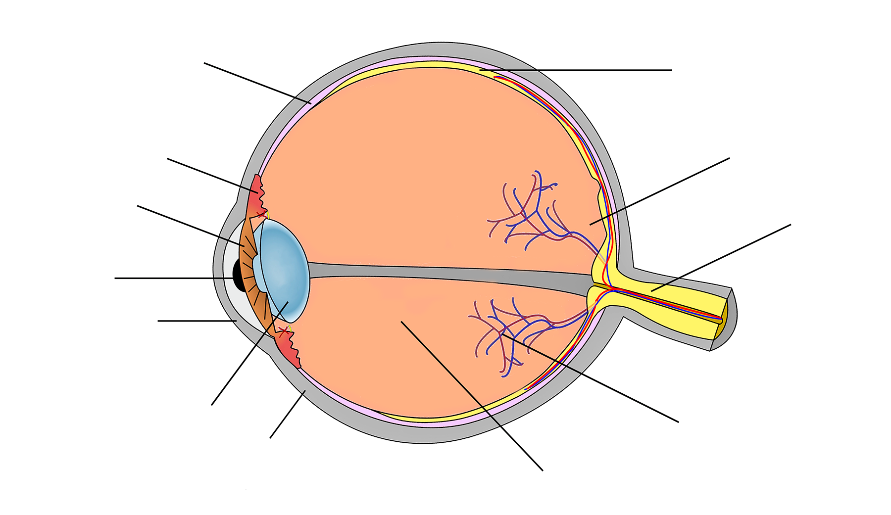 Unlabeled diagram of a mammal's eye.