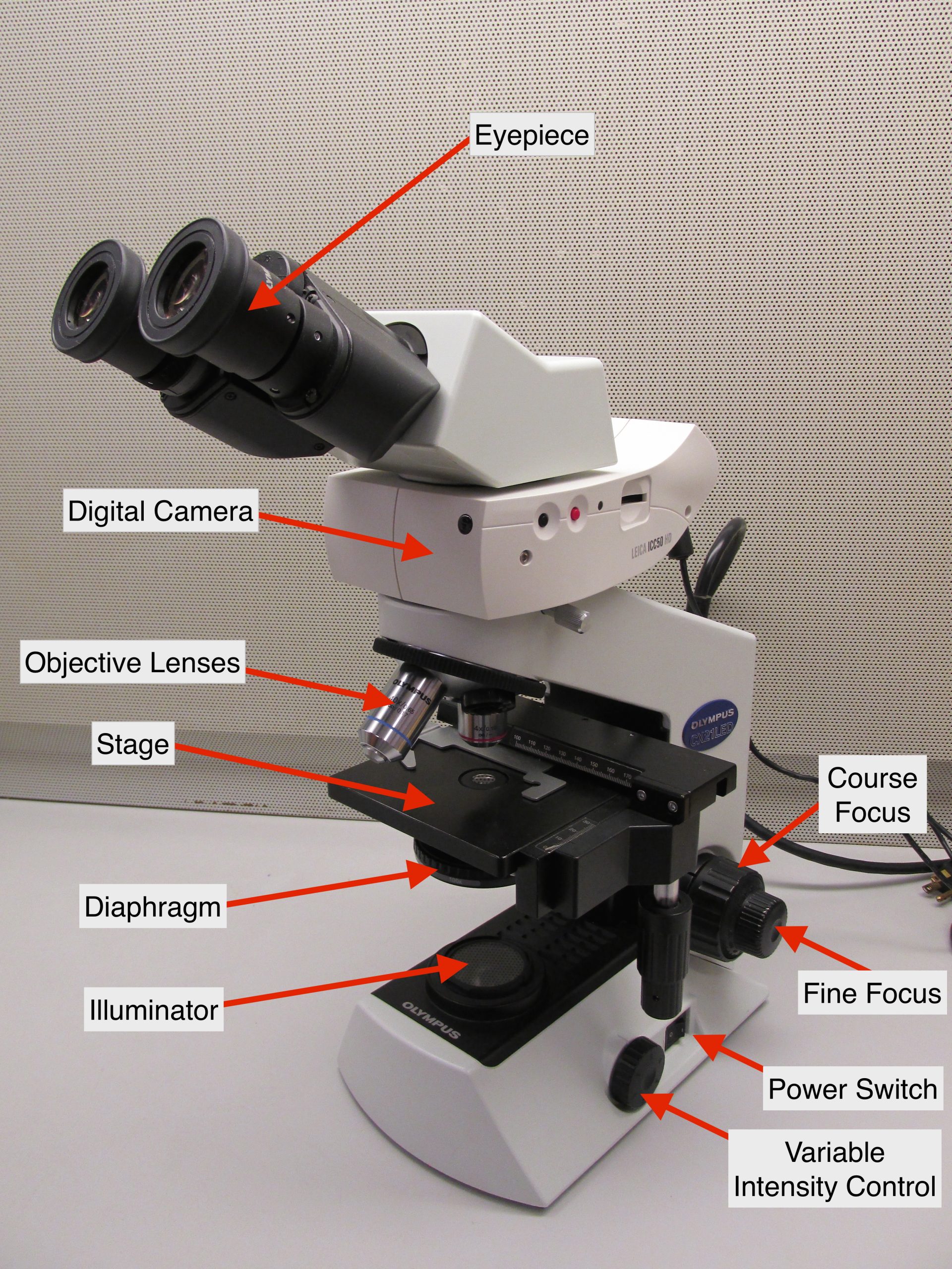 Labeled photo of compound microscope. The scope has more options and controls than the previous one, with variable intensity control, fine focus knobs, and a movable stage.
