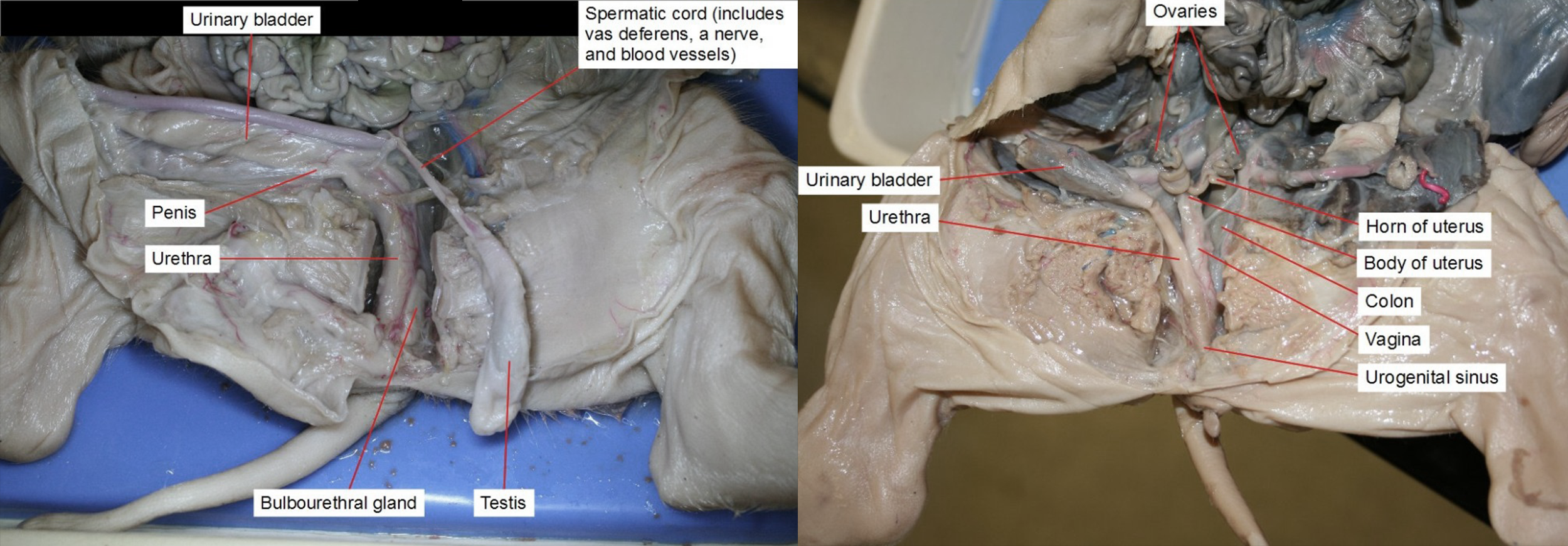 Side by side male and female fetal pigs, dissected, showing the reproductive organs.