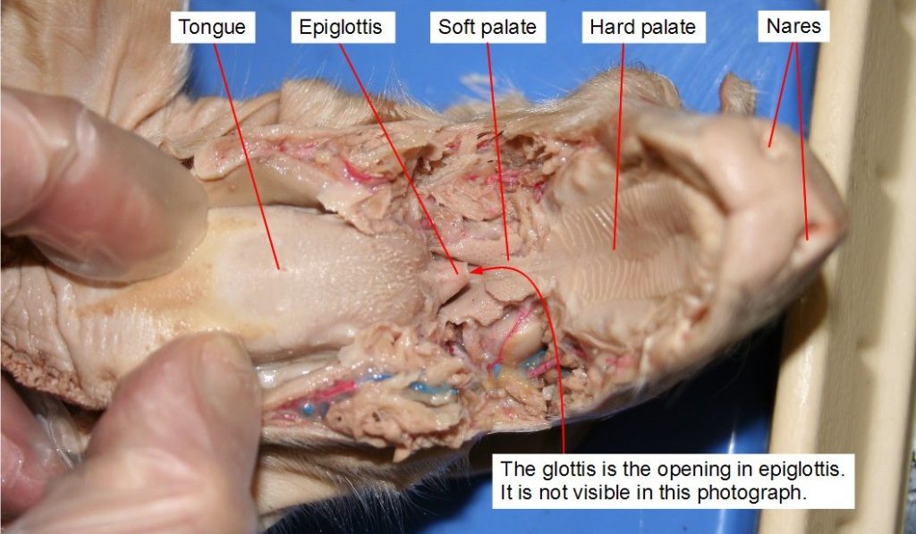 Labeled sections within the mouth, including the soft palate (back of mouth), hard palate (roof of mouth), tongue, epiglottis, and nares (nostrils).