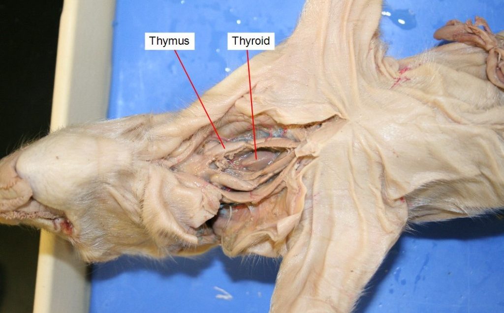 Top of chest cavity opening with the thymus and thyroid exposed and labeled.
