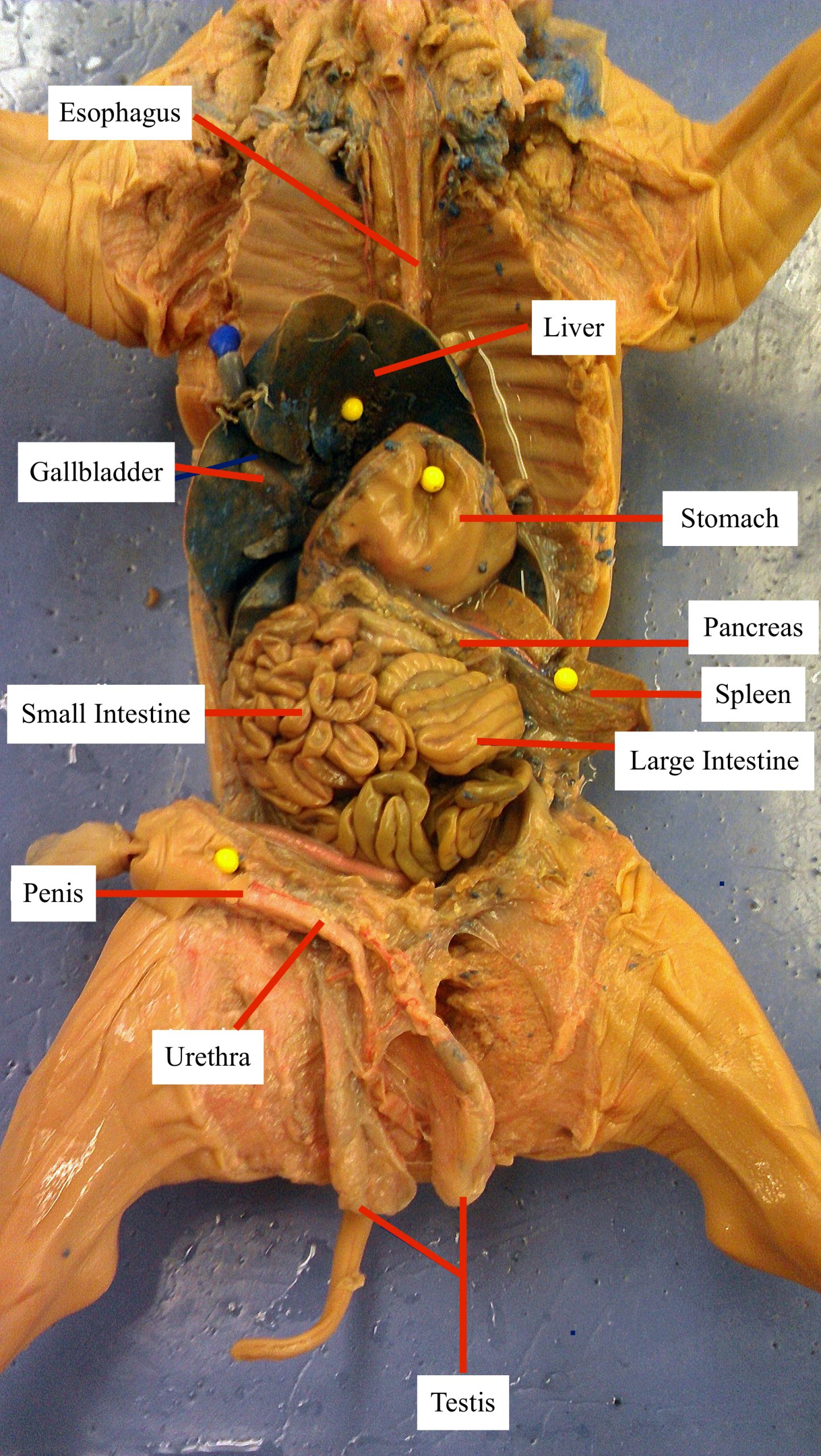 Open labeled dissection specimen of a fetal pig.