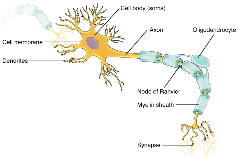 This illustration shows the anatomy of a neuron. The neuron has a very irregular cell body (soma) containing a purple nucleus.