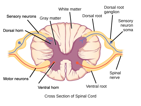 Illustration shows a cross section of the spinal cord. The gray matter forms an X inside the white matter. A spinal nerve extends from the left arm of the X, and another extends from the left leg of the X. The two nerves join together to the left of the spine.