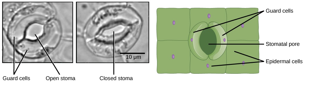 The light micrographs show two kidney-shaped guard cells. In the left image, the stoma is open and round. In the right image, the stoma is closed and oval shaped. Next to them is an illustration of the leaf epidermis with a oval stomatal pore in the center. Surrounding this pore are two kidney-shaped guard cells. Rectangular epidermal cells surround the guard cells.