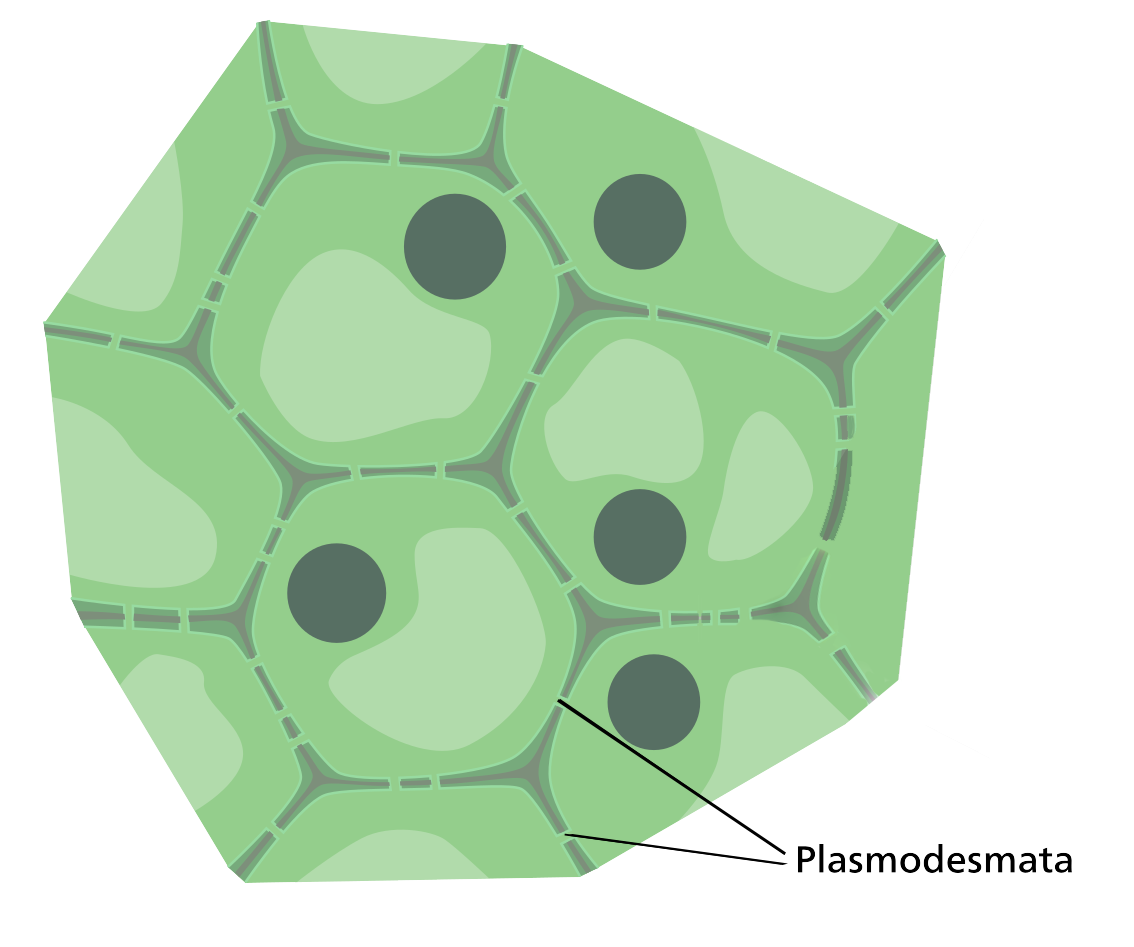 A figure of a cluster of cells. There are small gaps between the cells where they are joined.