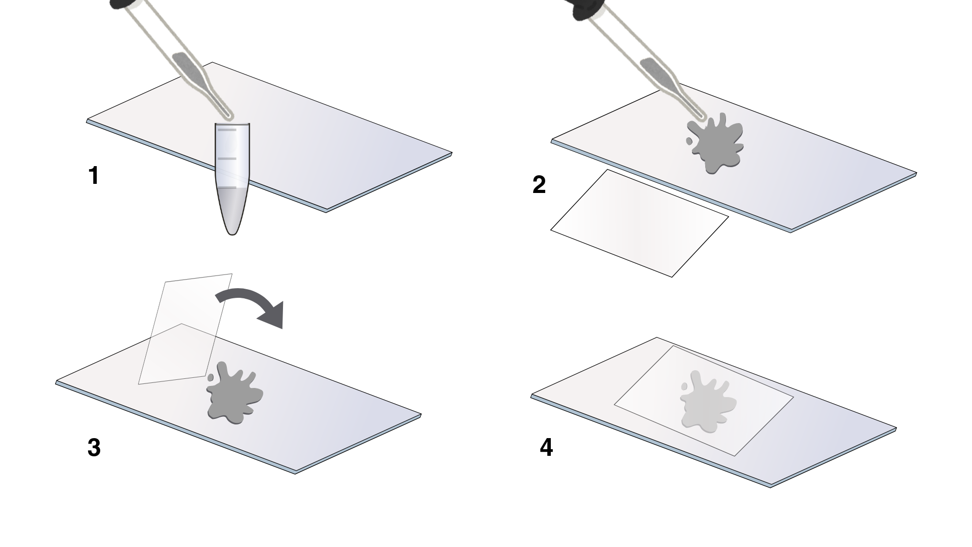 Set of four graphics showing how to prepare a wet mount slide. 1. get a clean slide and using a pipette, gather a small amount of suspension liquid. 2. Add liquid to slide. 3. Put glass cover over slide. 4. your slide should now be ready.