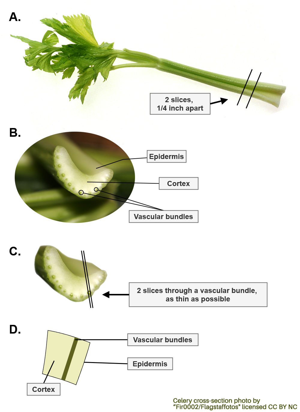 A four part diagram of the celery lab process. 1. slice a 1/4 inch section of the stalk. 2. note the epidermis, cortex, and vascular bundles. 3. Cut a small slice through a vascular bundle. 4. review the distinct sections within the small slice.