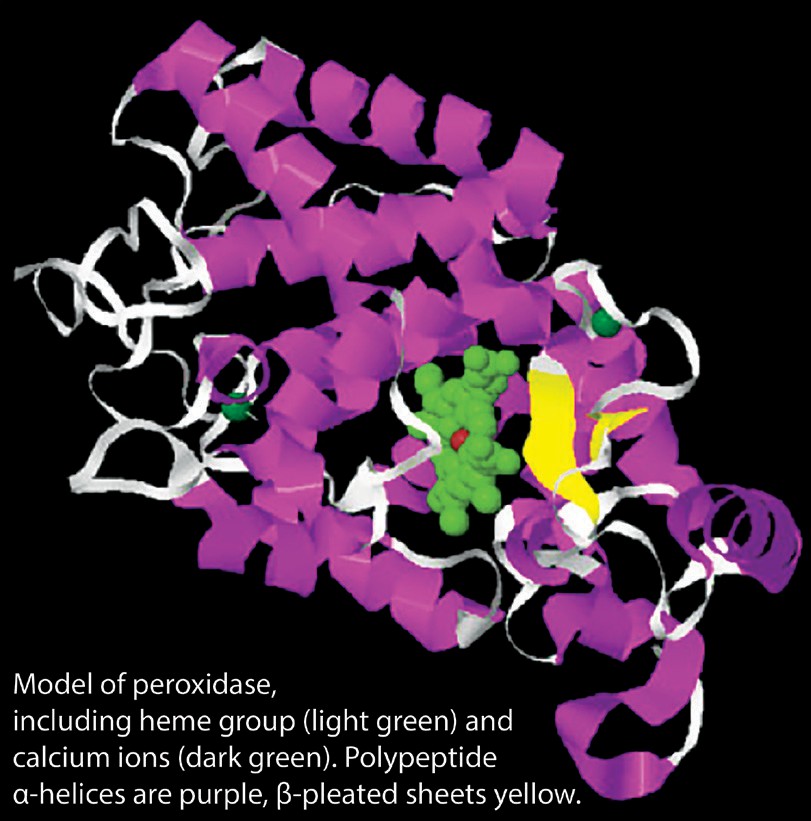 A model of peroxidase, with polypeptide a-helices and beta pleated sheets colored. Looks like a jumble of strings.