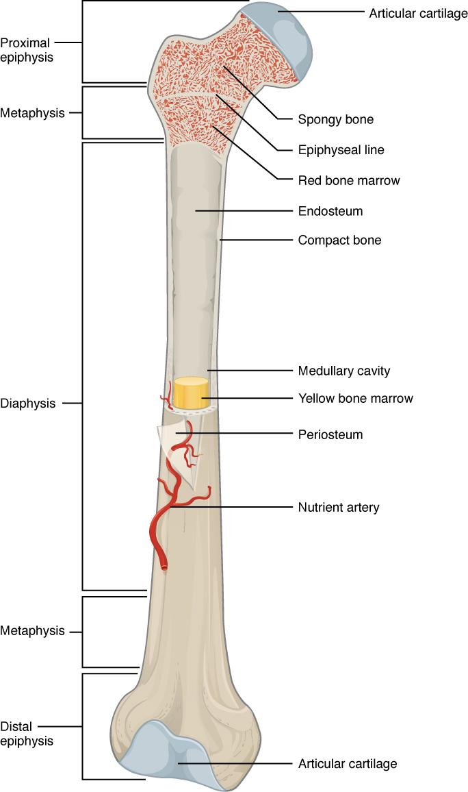 Labeled figure of the human femur. The top is the proximal epiphysis, the center the diaphysis and the bottom the distal epiphysis. Within the bone are the cartilage, spongy bone, red and yellow bone marrow, and nutrient arteries.