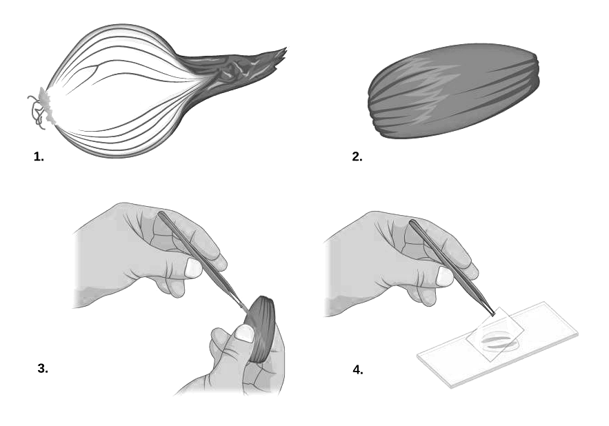 Numbered images showing preparation of an onion for the lab.