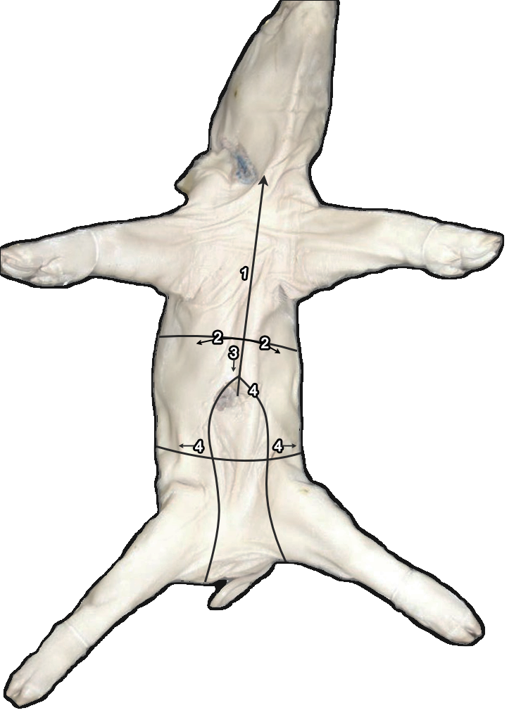 A photo of a fetal pig specimen, with lines drawn across the body depicting cut order. 1 is from the abdomen straight up to the throat. 2 is across the chest side to side. 3 is down from the center of the chest. 4 is side to side across the hips.