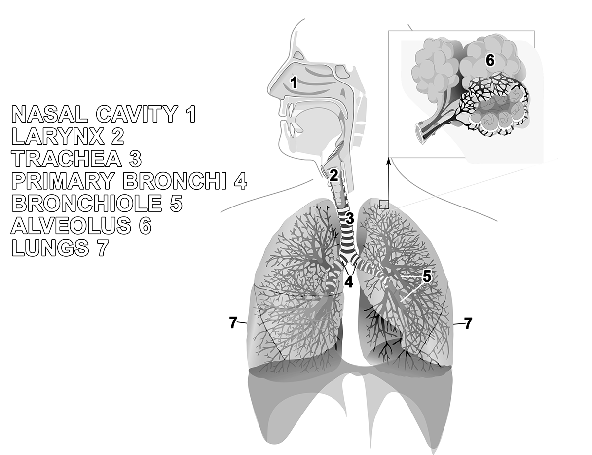 Diagram of the lungs, trachea, and nasal cavity for activity