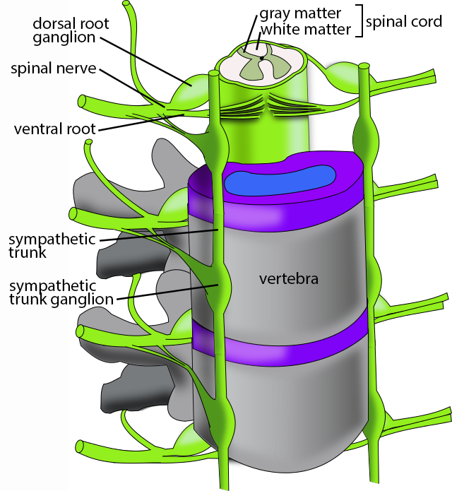 A labeled figure of a spinal cord, with individual vertebrae visible and sections labeled including the grey and white matter, sympathetic trunk, and dorsal root ganglion.