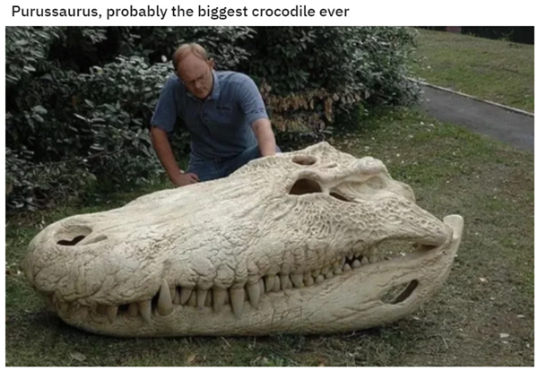 Image of very large reptile skull with caption "Purussaurus, probably the biggest crocodile ever"