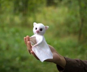 White baby bat perching on a human's hand