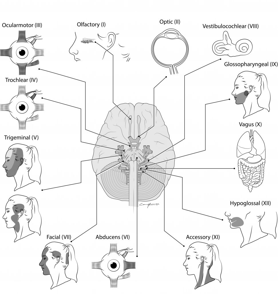 Cranial Nerve Pathways