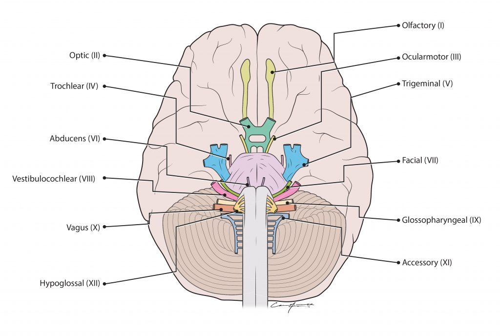 Cranial nerve origins