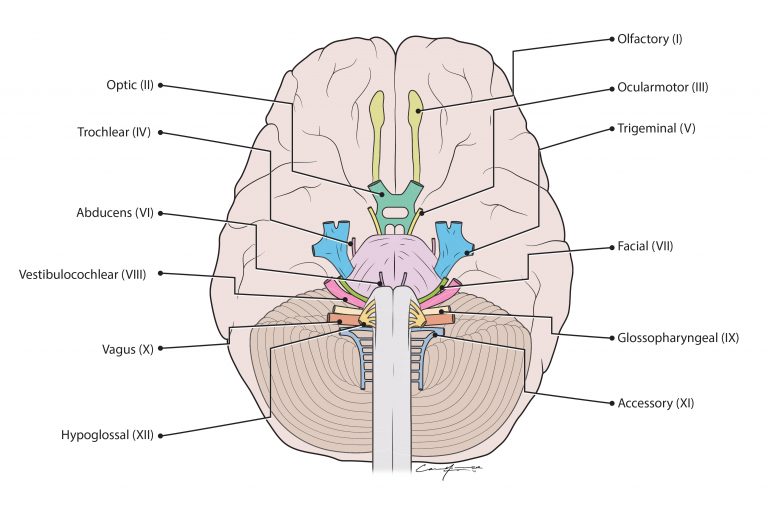 Clinical Techniques: The Neurological Assessment – A Mixed Course-Based ...