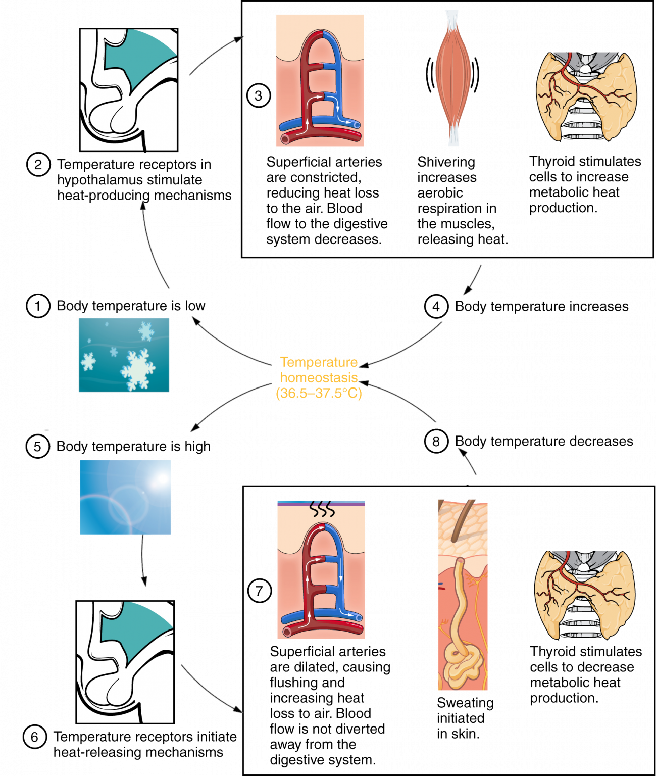 research about body temperature