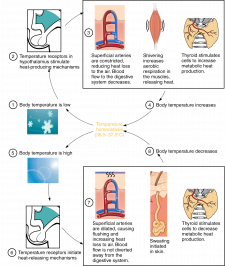 Body Temperature Homeostasis: Cold Pressor Test – A Mixed Course-Based ...