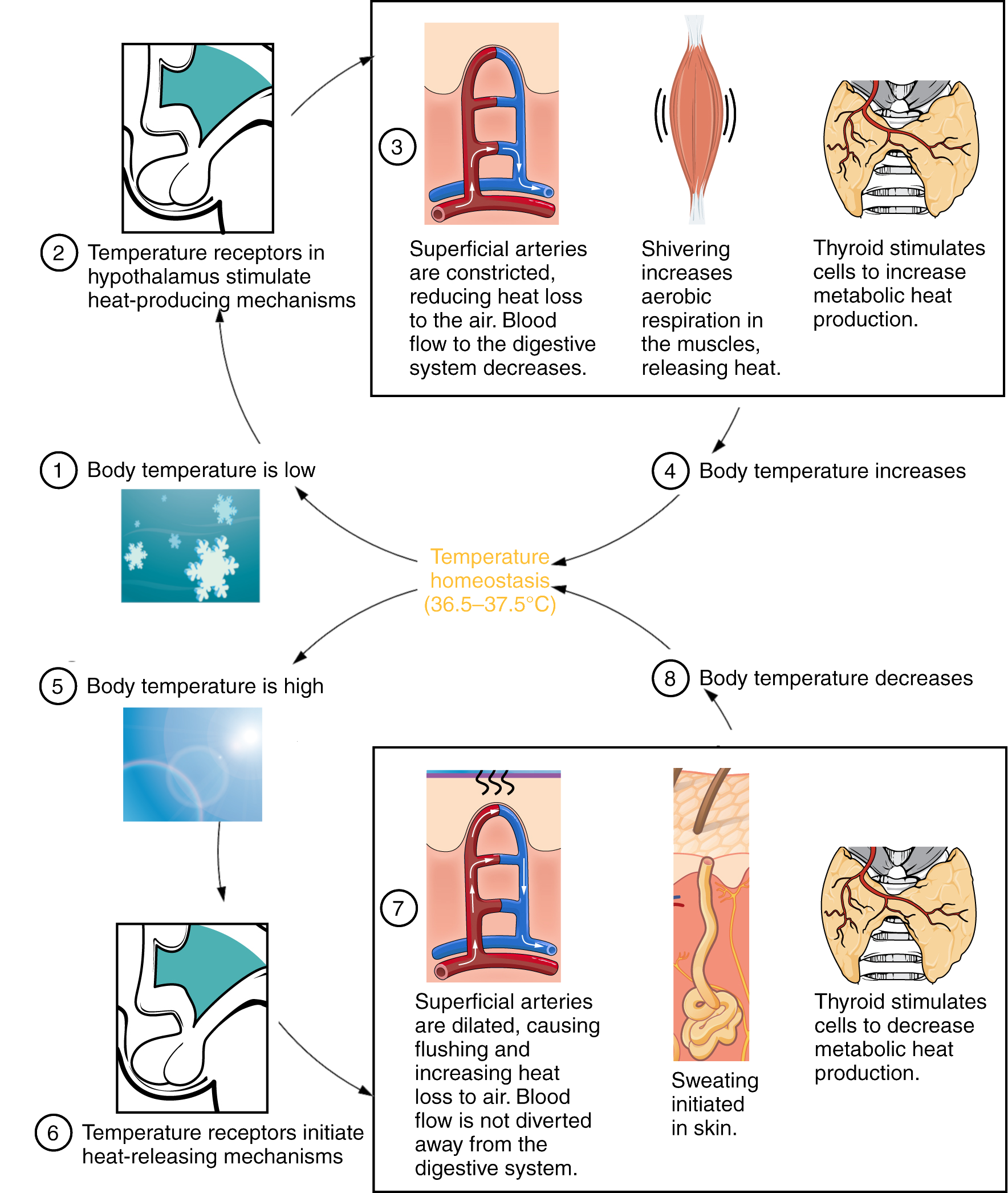 Thermoregulatory adaptations to exercise - Exercise Physiology Study ...