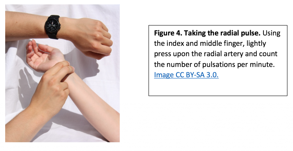Using index and middle finger, lightly press the radial artery and count pulses per minute.