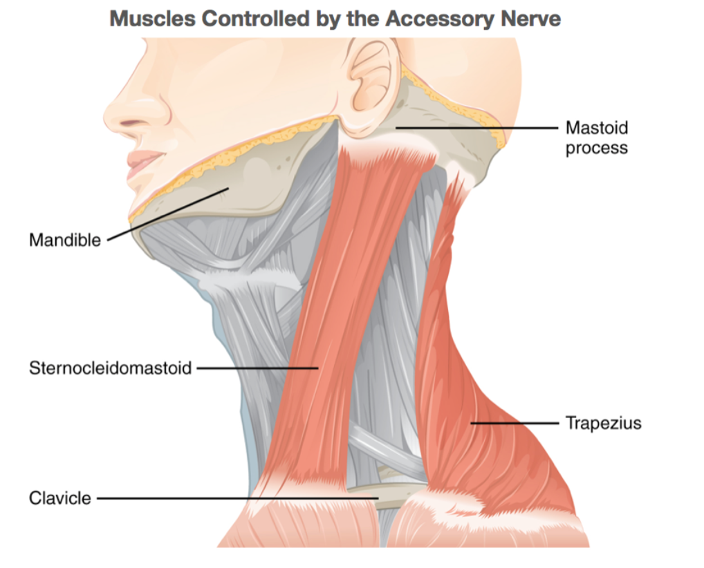 accessory nerve