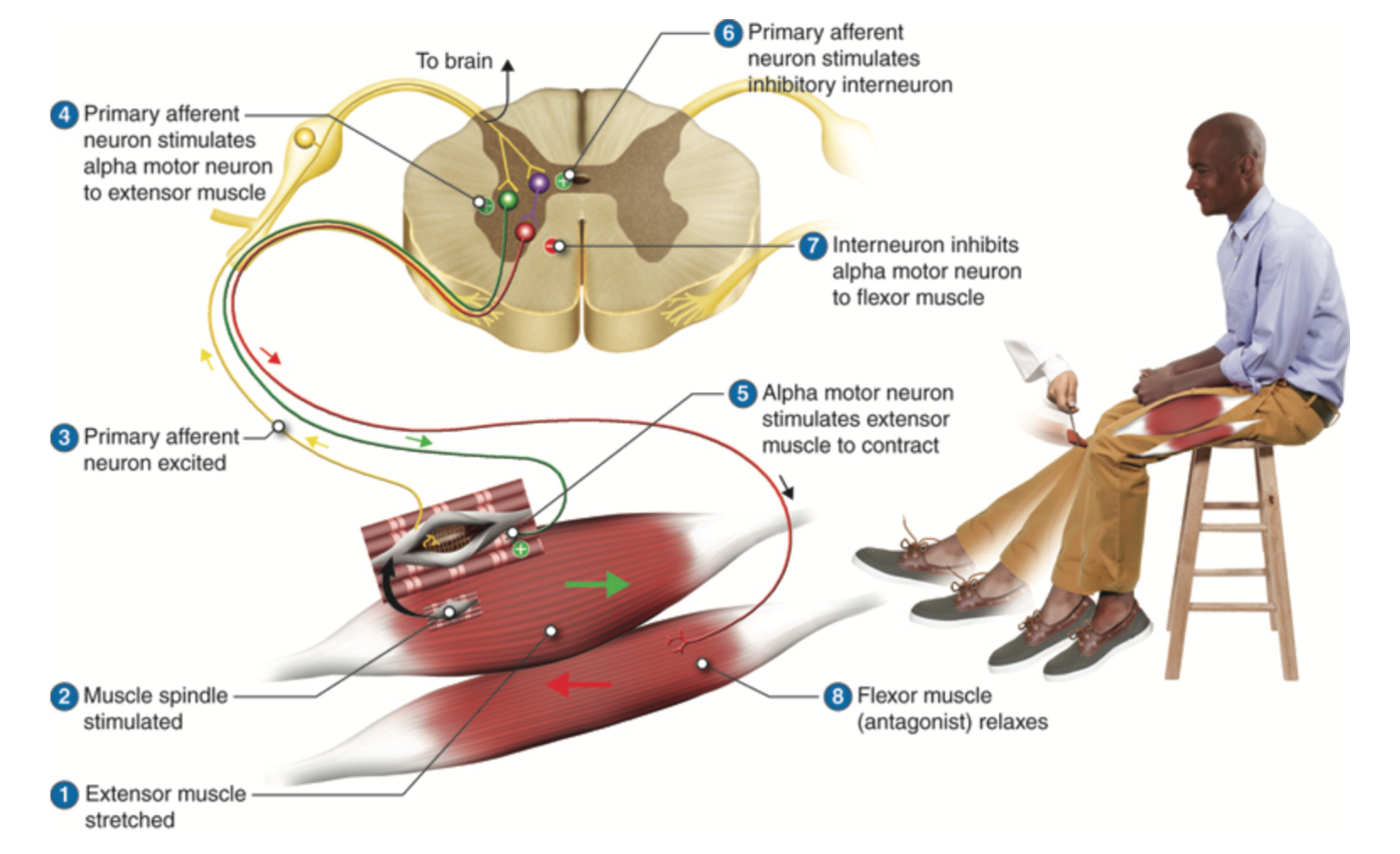 Assessment of Patellar and Achilles Reflexes – A Mixed Course-Based ...