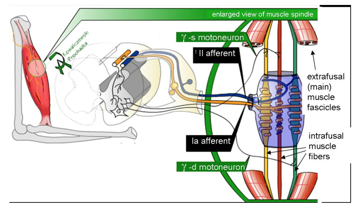 assessment-of-patellar-and-achilles-reflexes-a-mixed-course-based