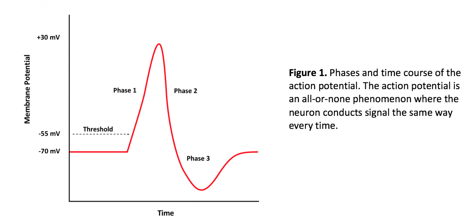 Human Nerve Conduction Velocity (NCV) – A Mixed Course-Based Research ...