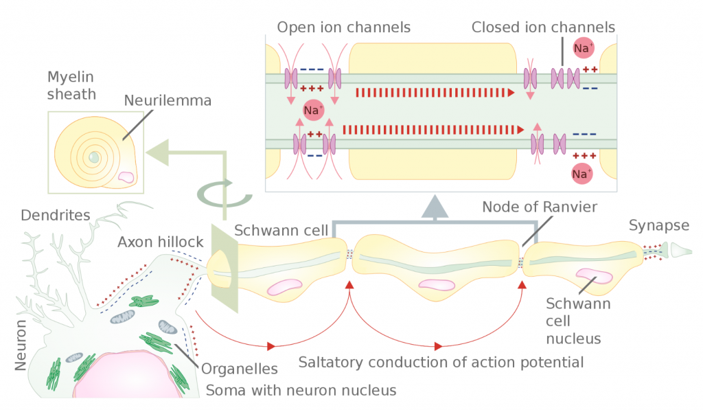 axon nerve test